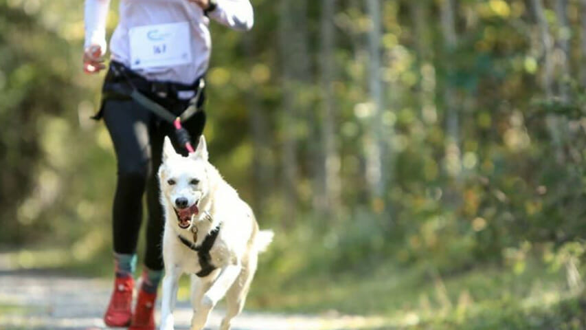Baudrier canicross : mieux répartir les effets de traction de votre chien